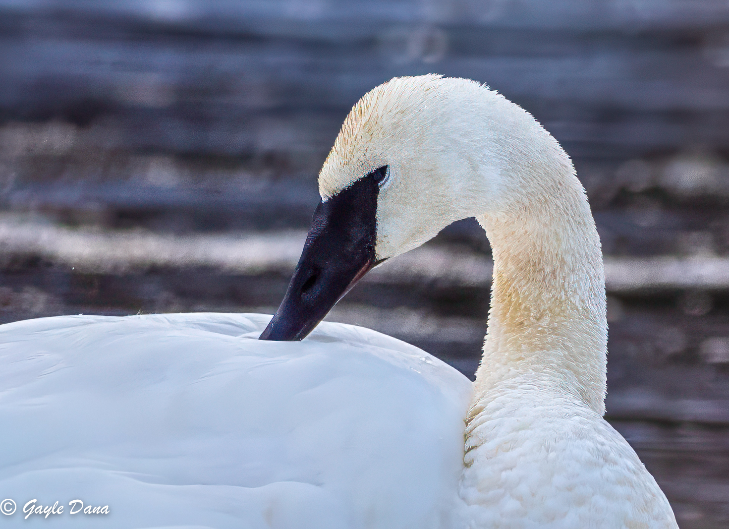 Trumpeter Swan closeup